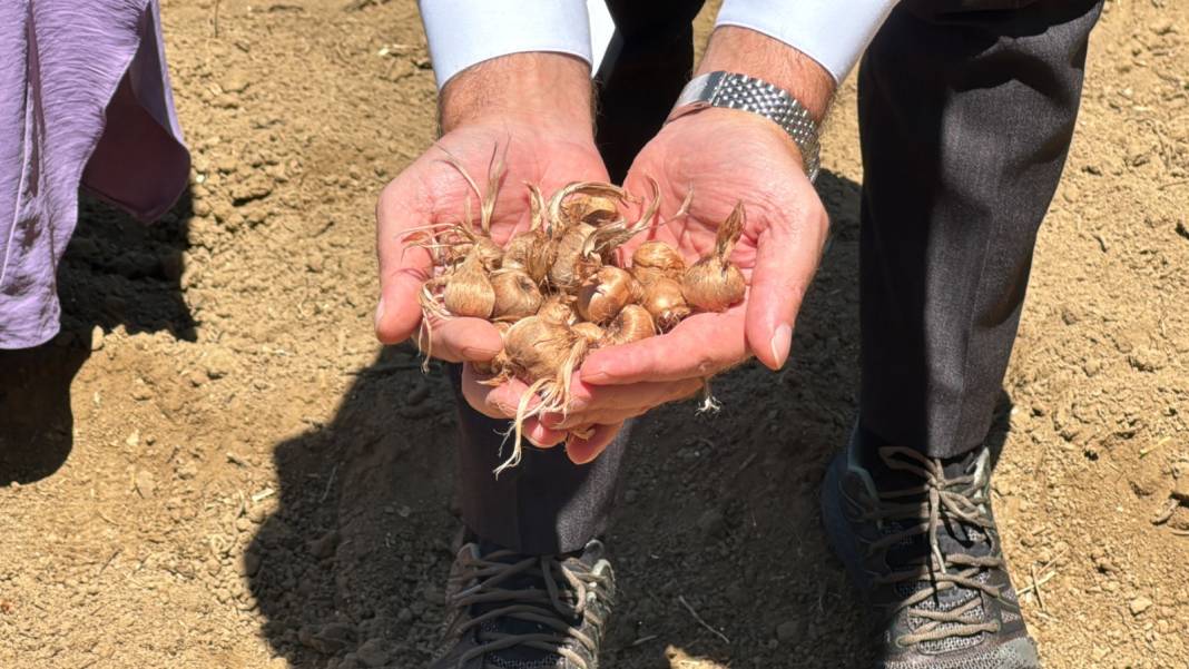 Ağustosta dikilip Ekimde toplanıyor: 80 bin çiçekten yarım kilo ürün elde ediliyor 4